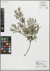 Foto von Salix repens L.
